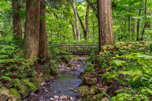 Bridge Within the Cedars 戸隠神社