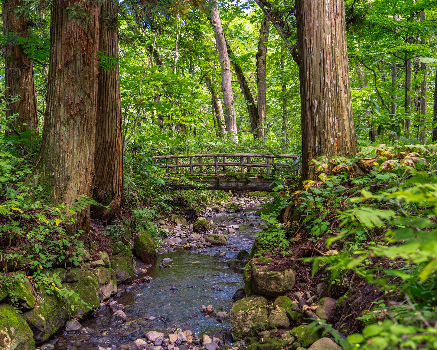Bridge Within the Cedars 戸隠神社