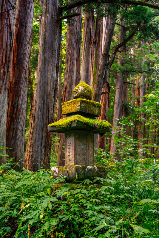Ishi-dōrō Among the Cedars 石灯籠