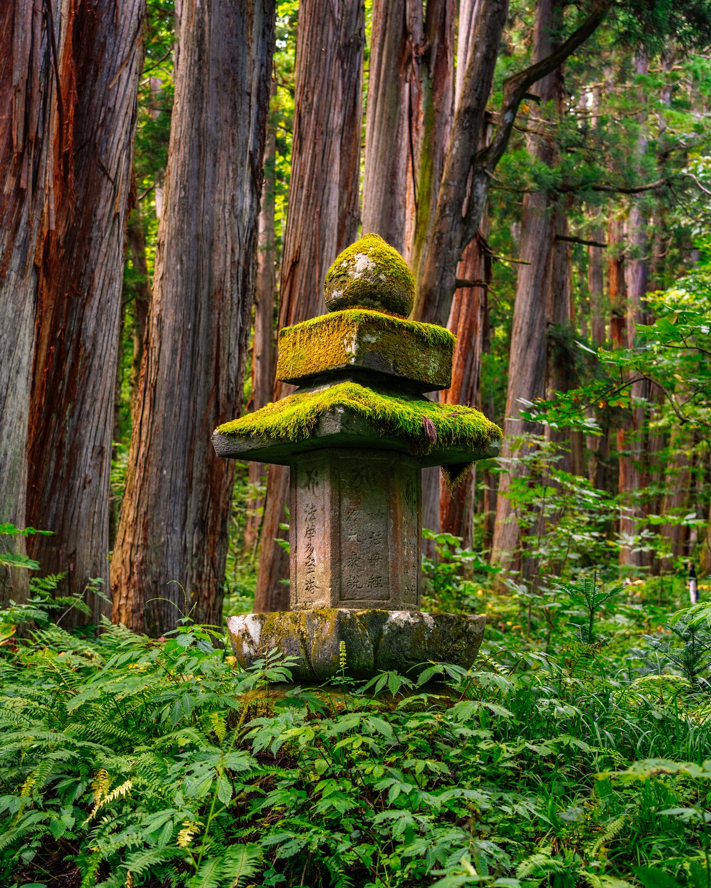 Ishi-dōrō Among the Cedars 石灯籠