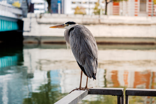 A Watchful Heron サギ
