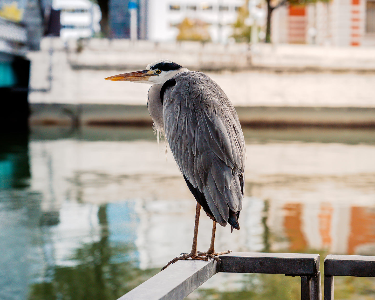 A Watchful Heron サギ