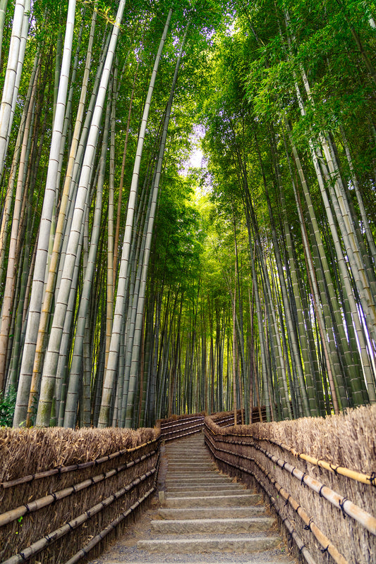Bamboo Forest 竹林