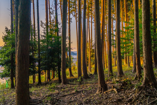Kyoto Through the Trees 京都
