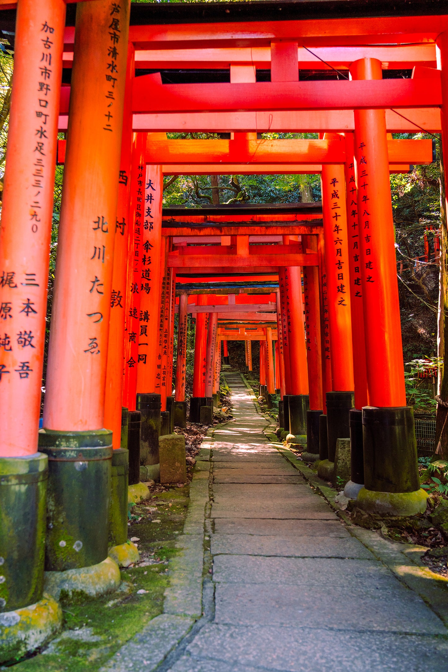 Through the Torii Gates 鳥居