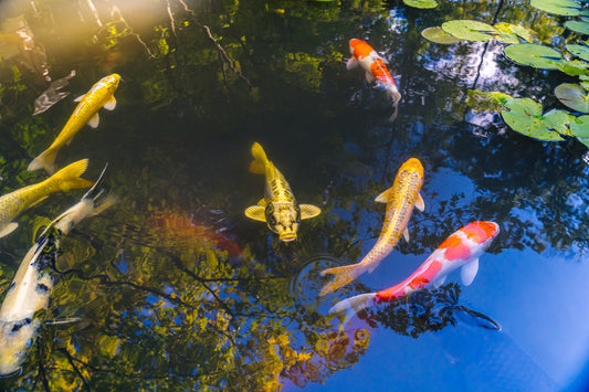 Koi Pond 鯉の池