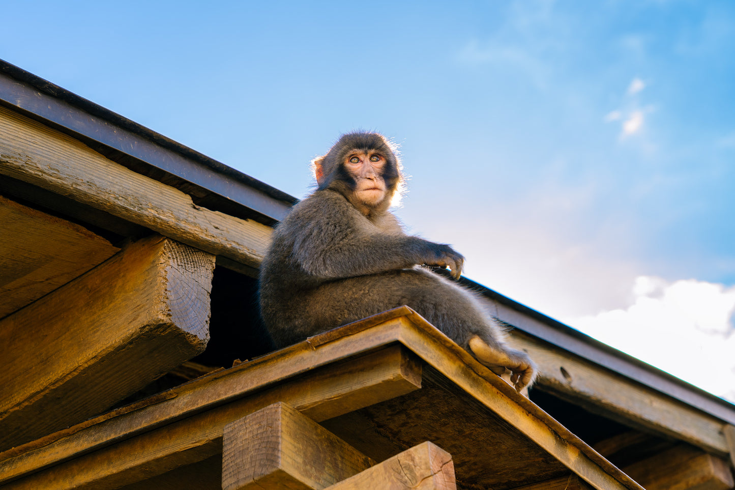 Monkey 猿