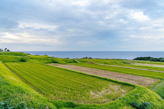 Nii Rice Field 田