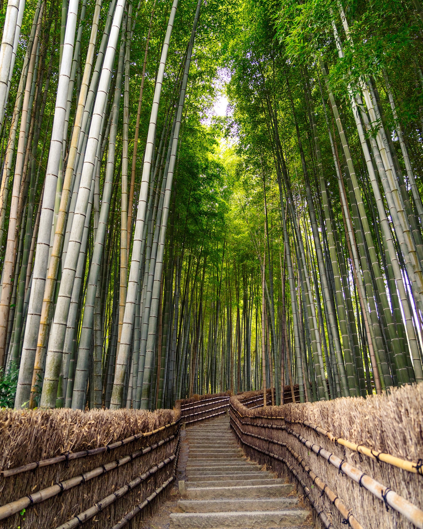 Bamboo Forest 竹林
