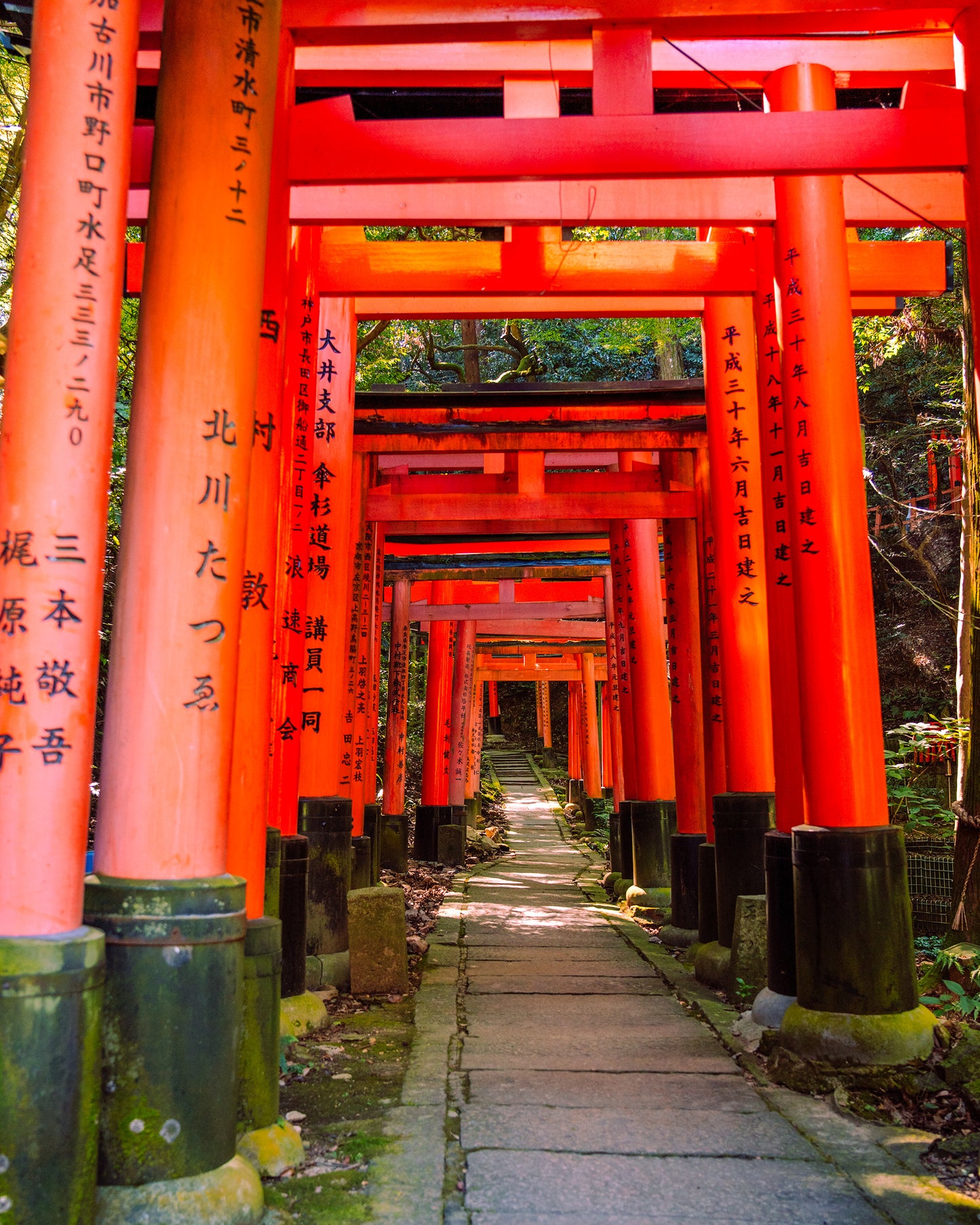 Through the Torii Gates 鳥居
