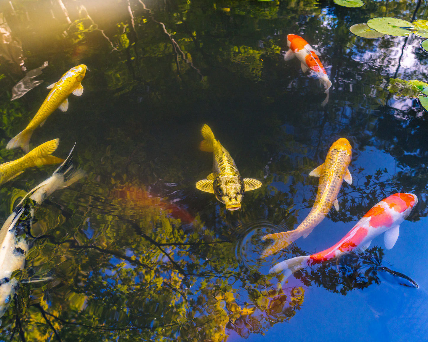 Koi Pond 鯉の池
