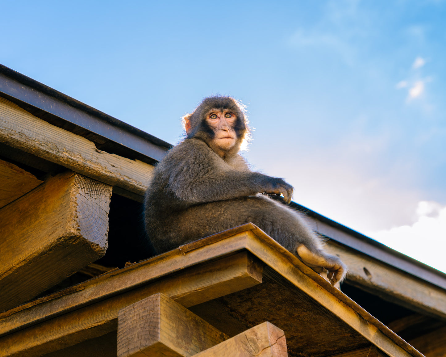 Monkey 猿