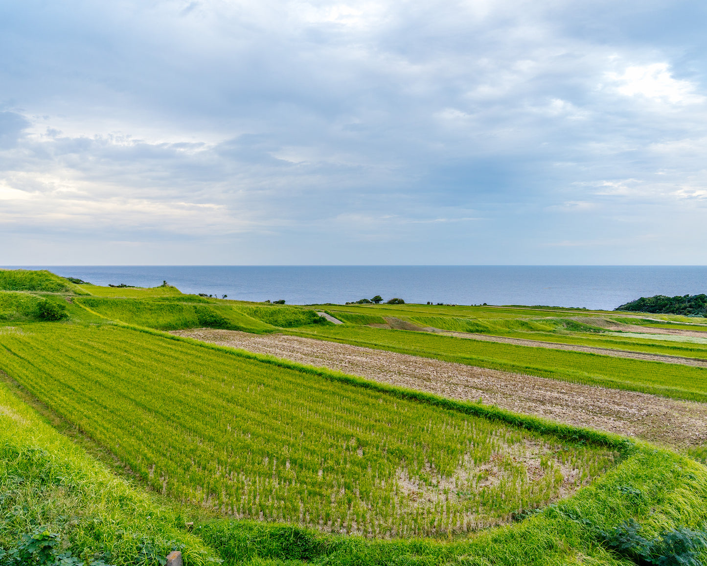 Nii Rice Field 田