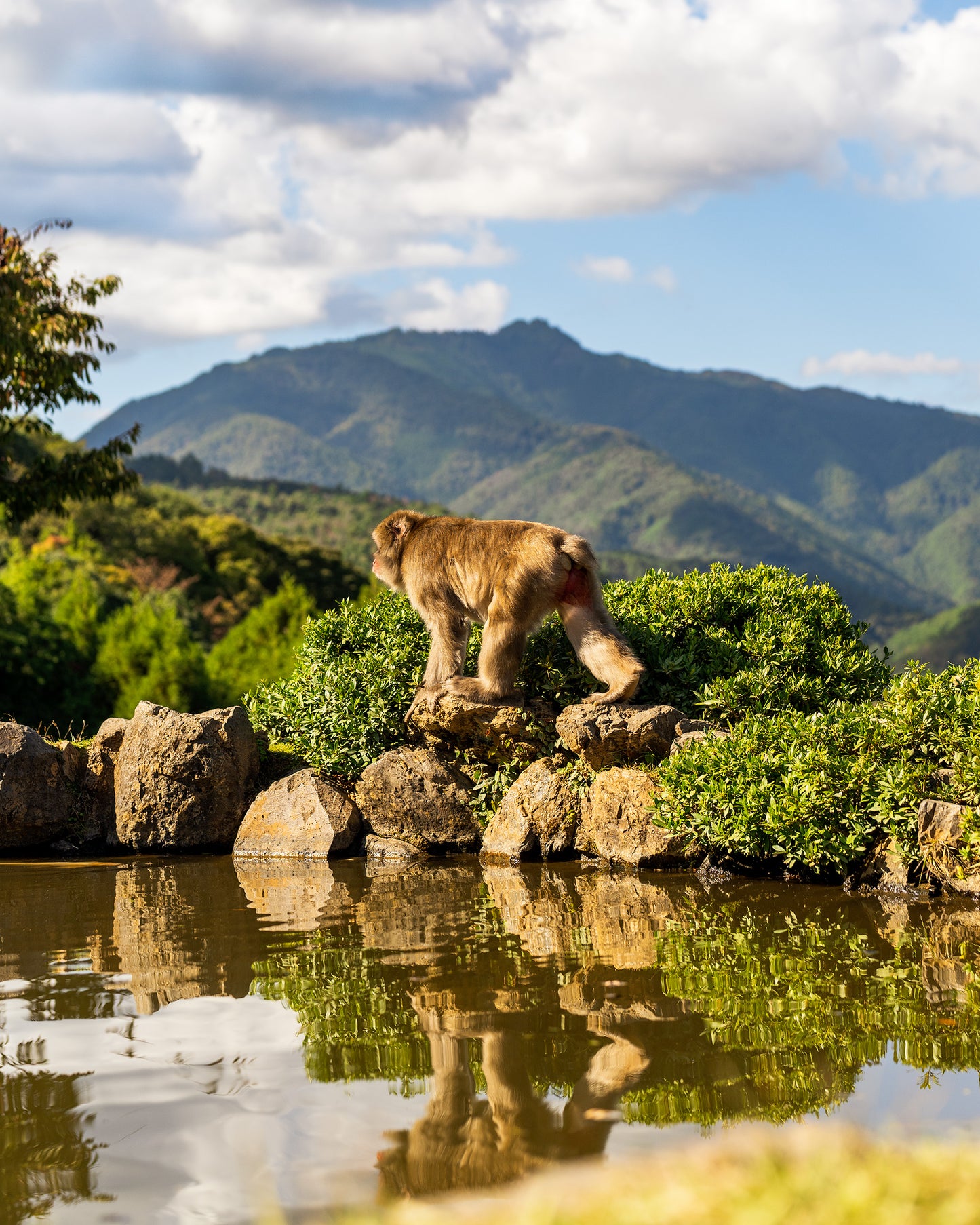 monkey walking reflection mountains kyoto