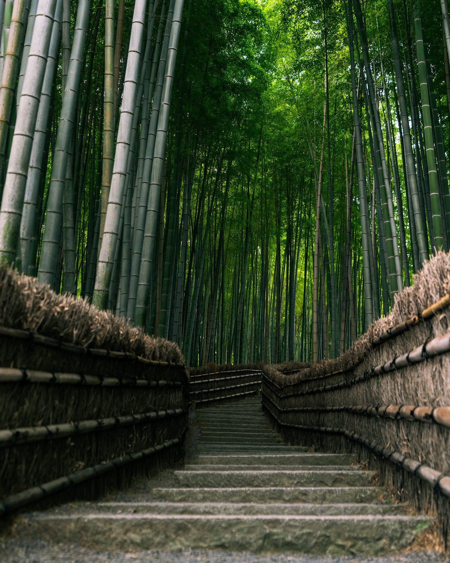 Stairs through the Bamboo 竹