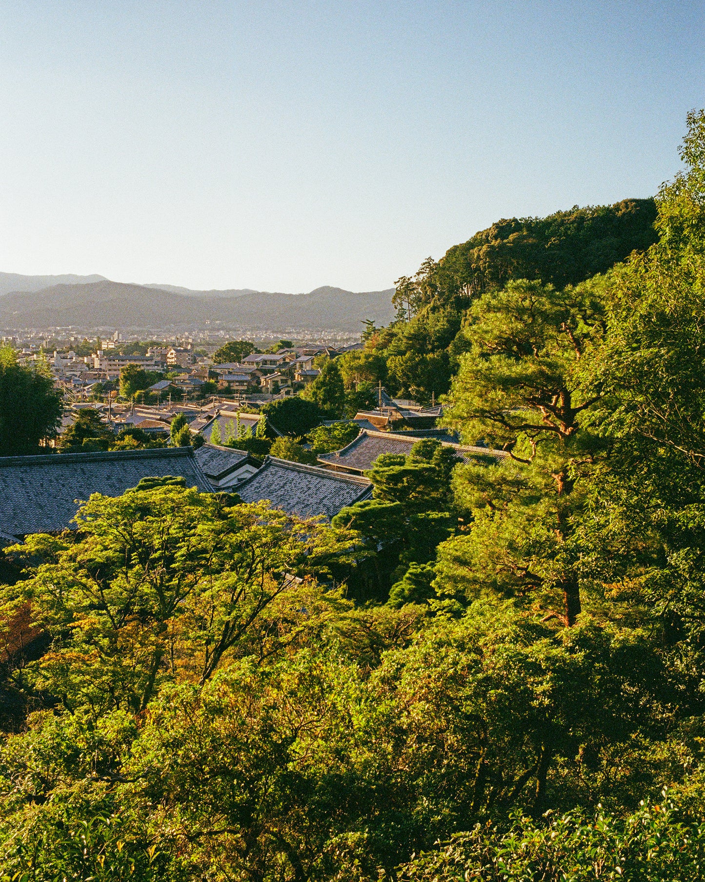 Trees of Higashiyama 東山