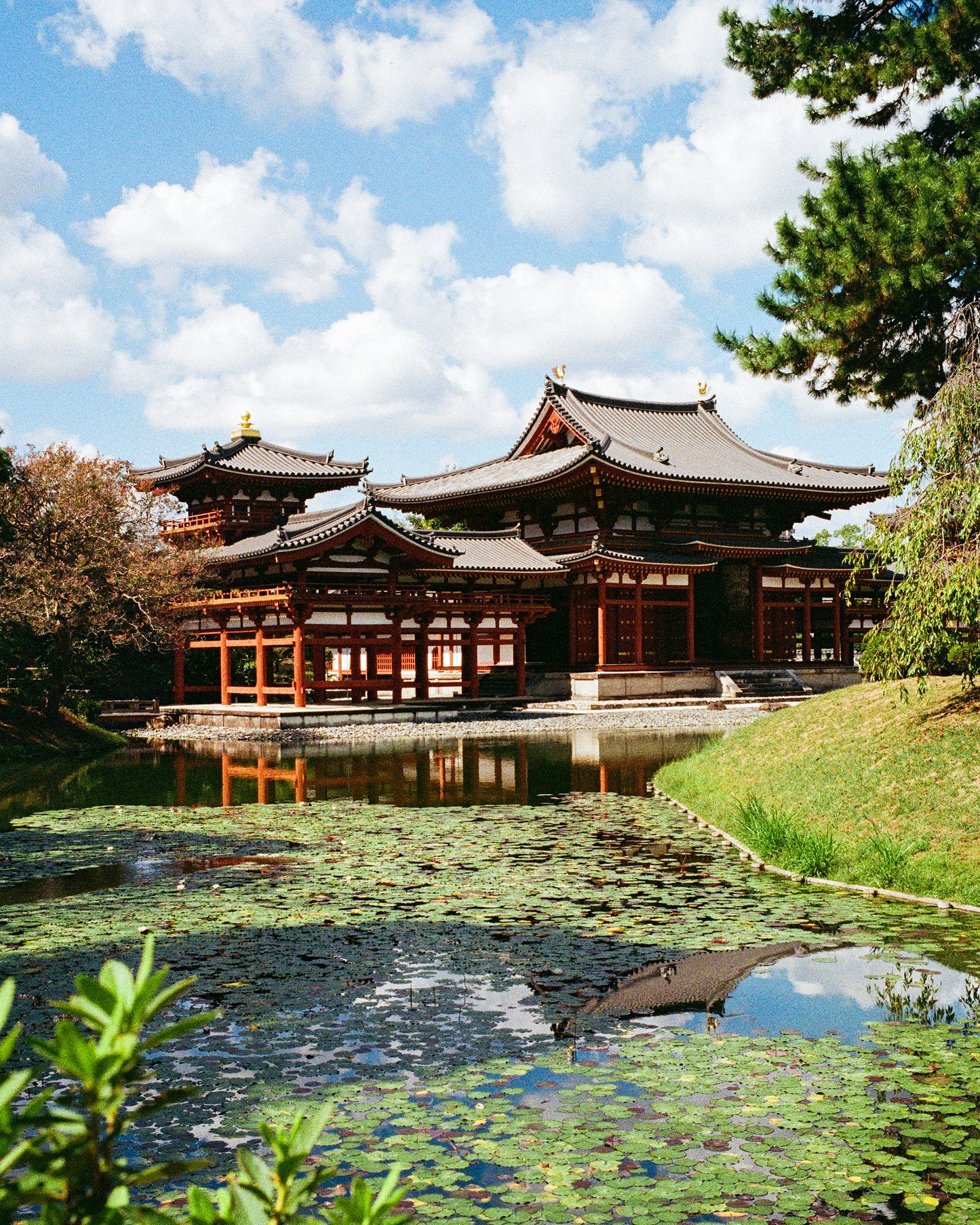 Lily Pads Floating at Byodo-In 平等院
