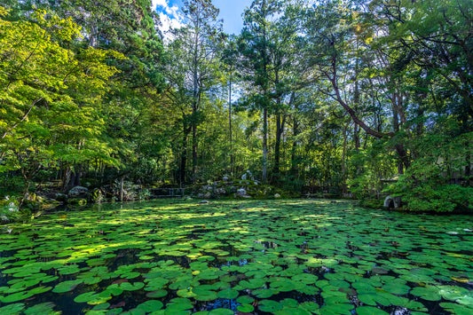 Pond Garden at Tenjuan Temple 天授庵