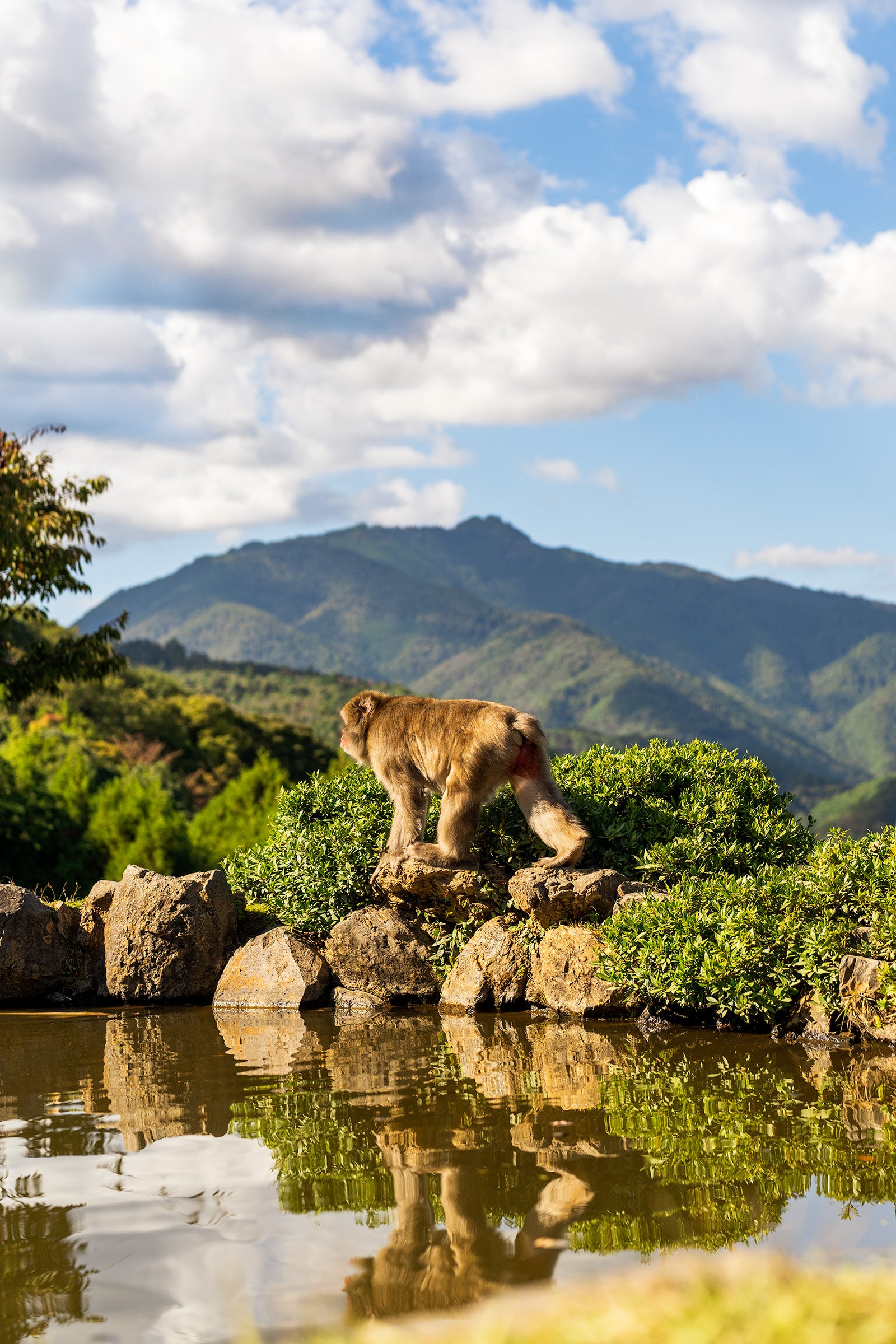 monkey walking reflection mountains kyoto