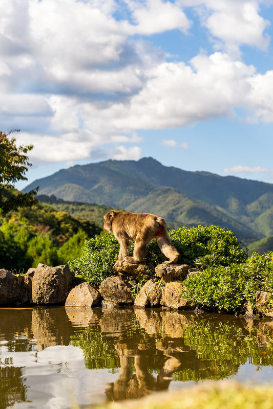 monkey walking reflection mountains kyoto
