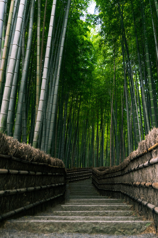 Stairs through the Bamboo 竹