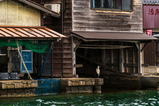 The Lone Heron アオサギ