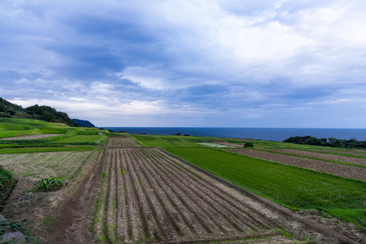 Rice Paddy Paradise 田