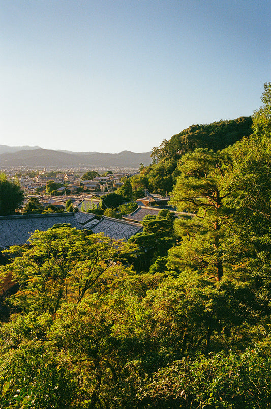 Trees of Higashiyama 東山