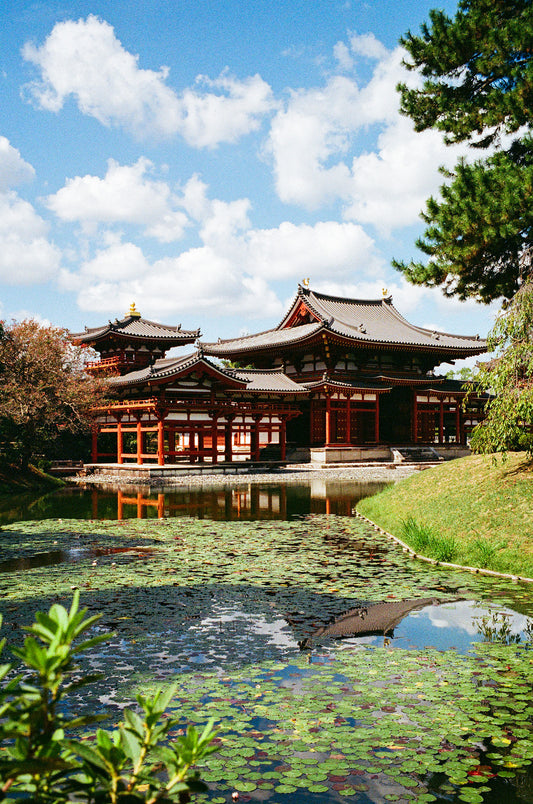 Lily Pads Floating at Byodo-In 平等院