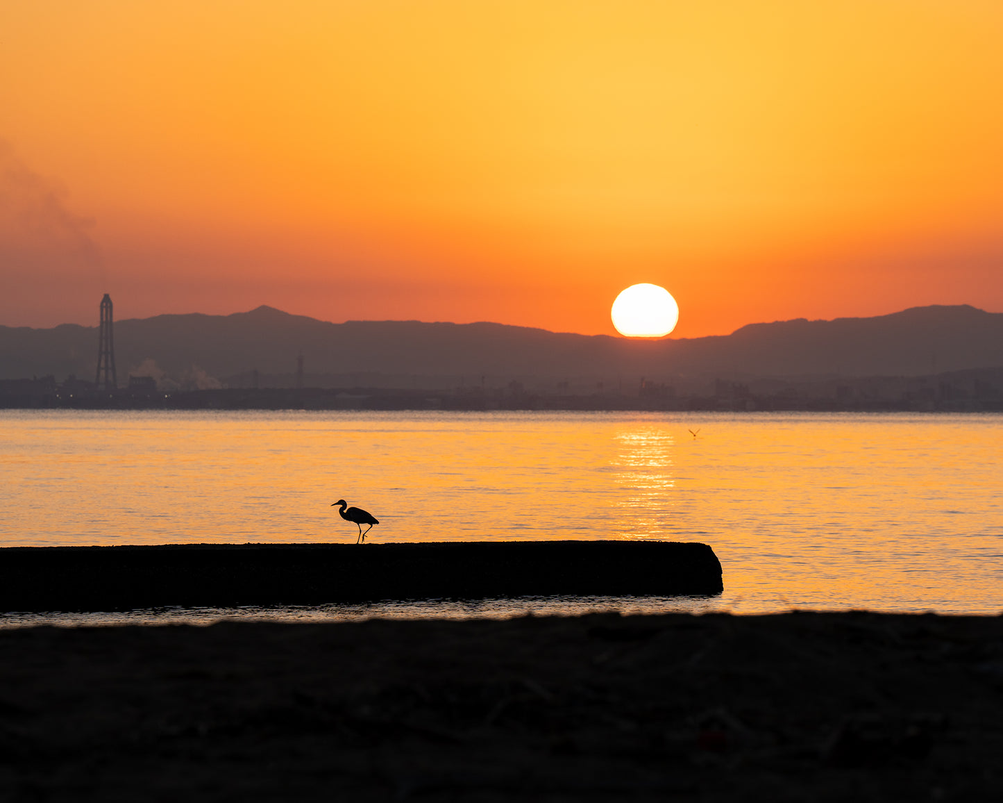 Tsuru at Sunrise 鶴