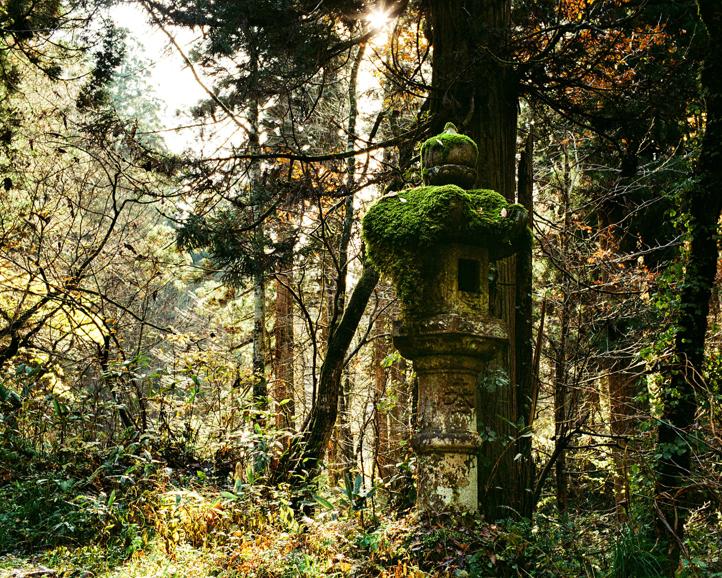 Kasuga Lantern deep in Forest 春日燈籠