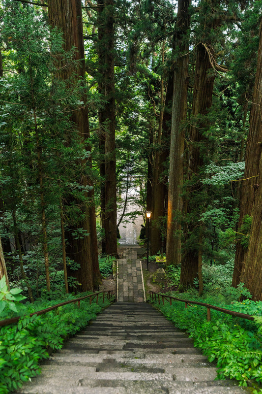 The Path to Togakushi Shrine 戸隠神社