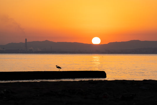 Tsuru at Sunrise 鶴