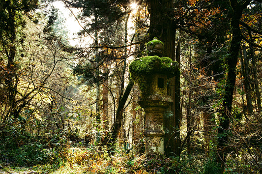 Kasuga Lantern deep in Forest 春日燈籠