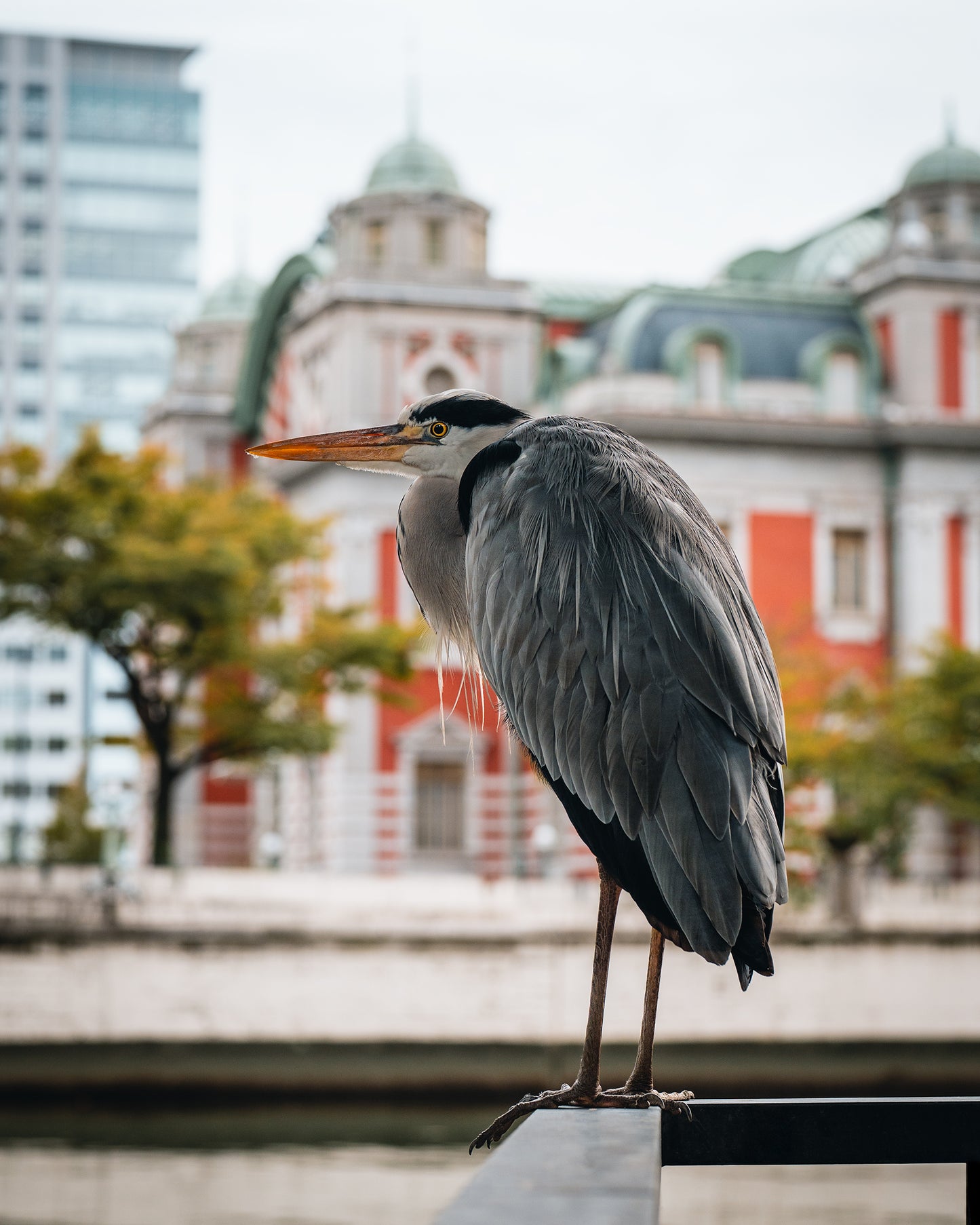 The Observant Heron アオサギ