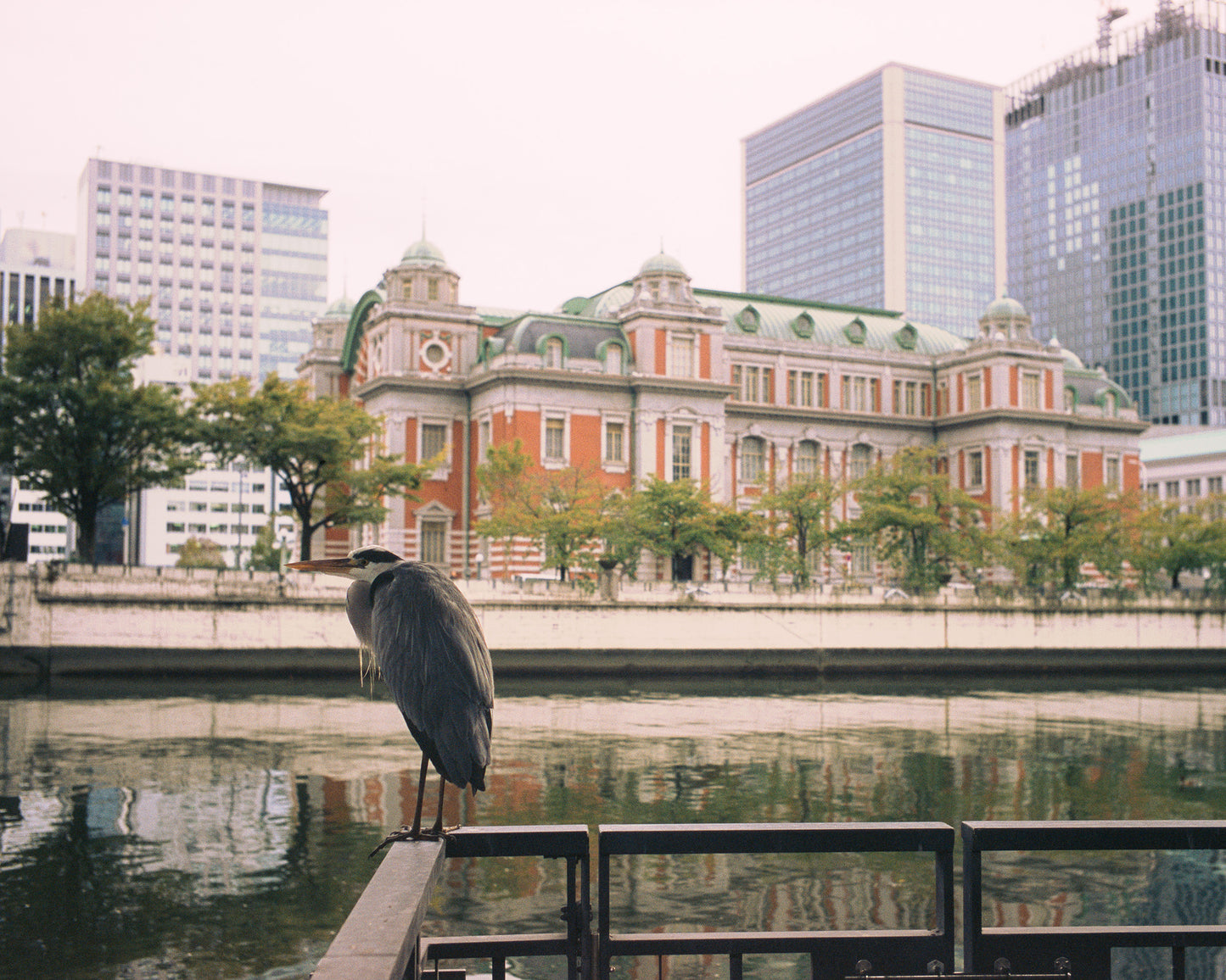 Watchful Heron アオサギ