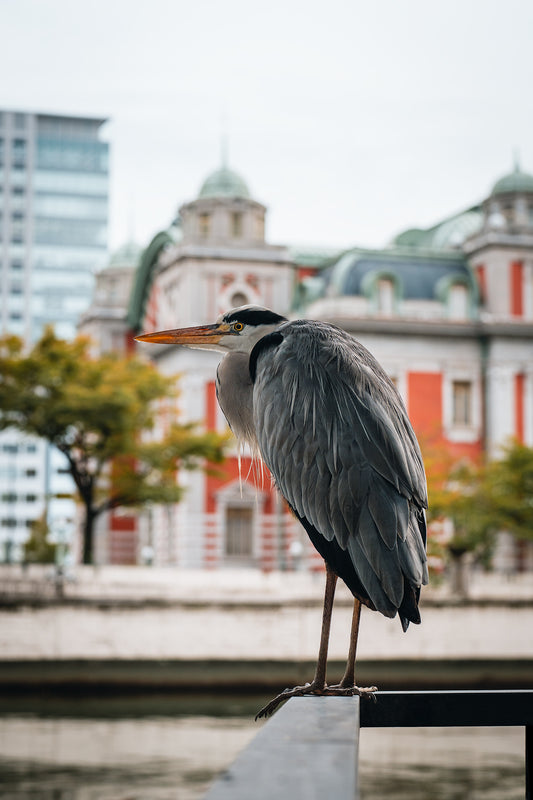 The Observant Heron アオサギ