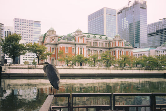 Watchful Heron アオサギ