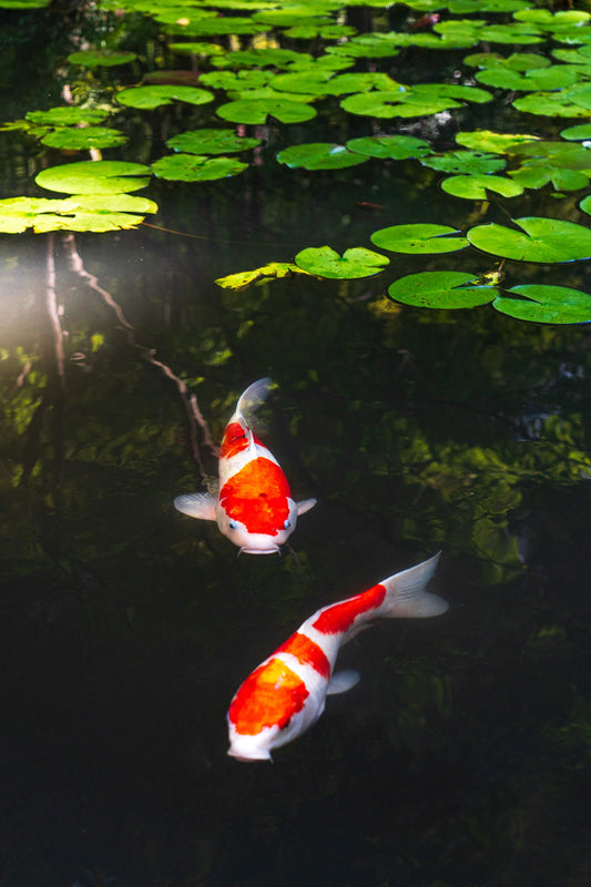 Two Hearts 二つの心