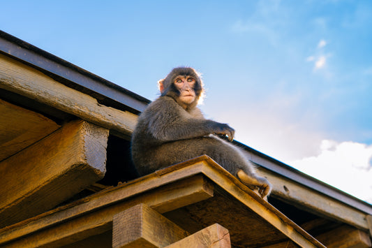 Monkey 猿